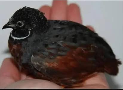 cinemon black face red brested batair quail eggs laying pair
