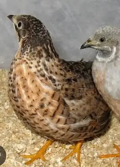 cinemon black face red brested batair quail eggs laying pair — photo 2
