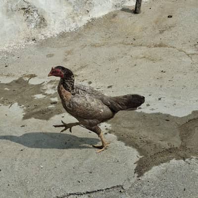 murgi for sale.