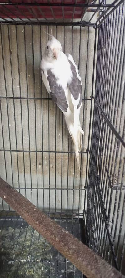 v paid breeder pair