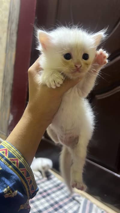 Kittens for Sale