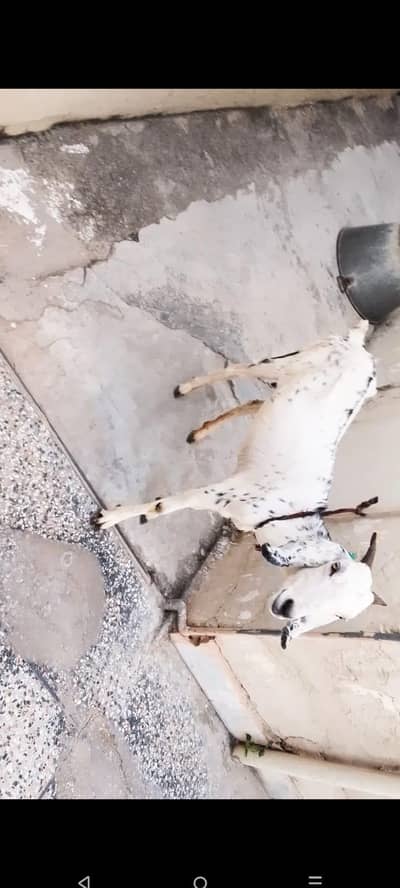 dasi betal mix goat