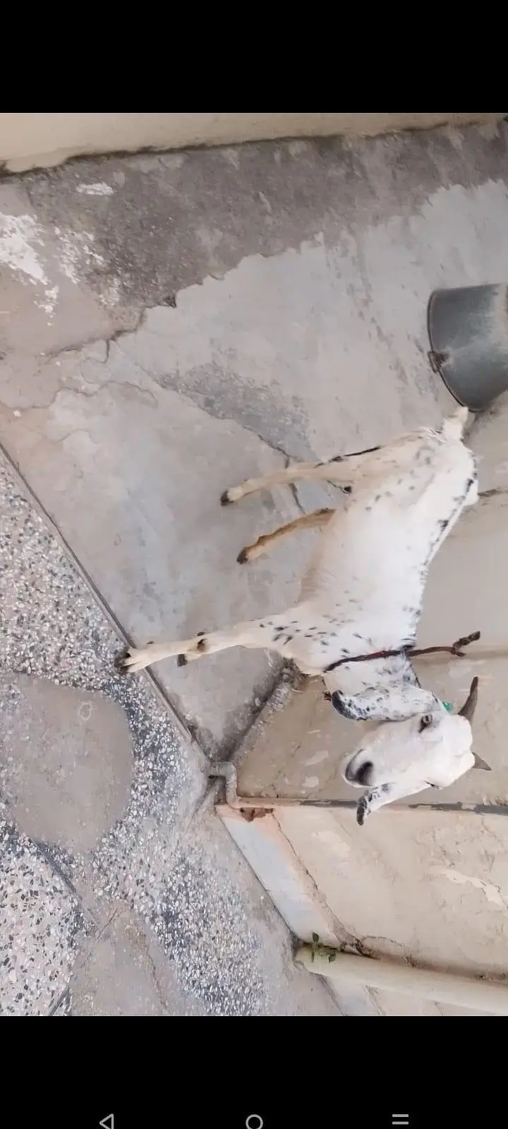 dasi betal mix goat — photo 2