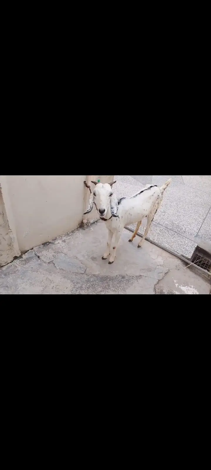 dasi betal mix goat — photo 3