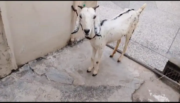 dasi betal mix goat — photo 5