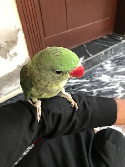 raw parrots