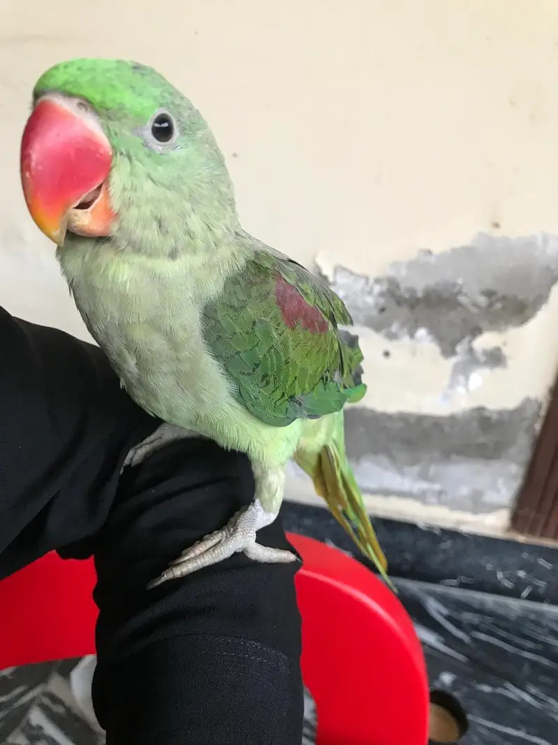 raw parrots — photo 2