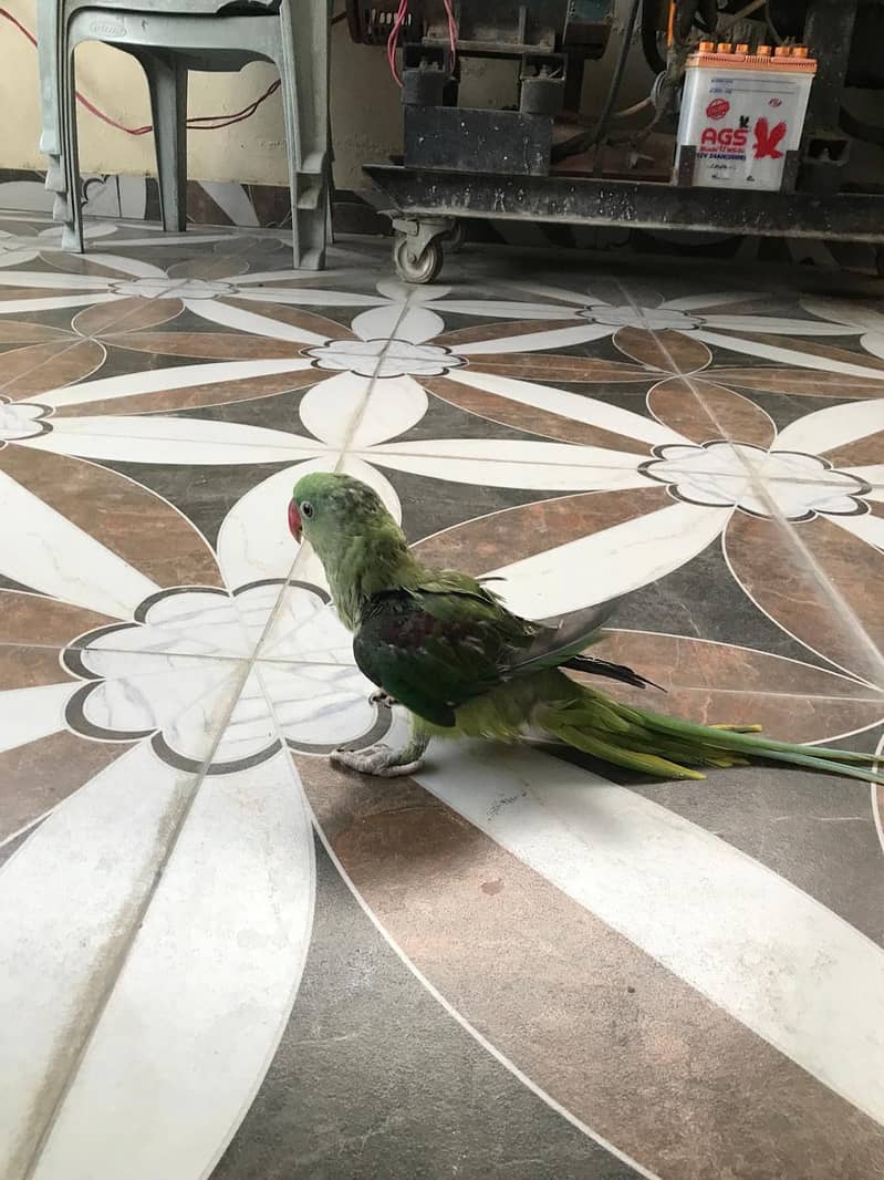 raw parrots 2