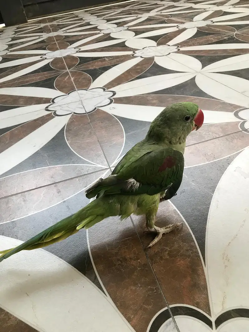 raw parrots — photo 4