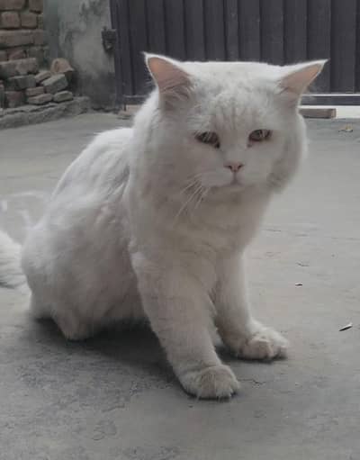 Parsian male cat for sale Fully trained