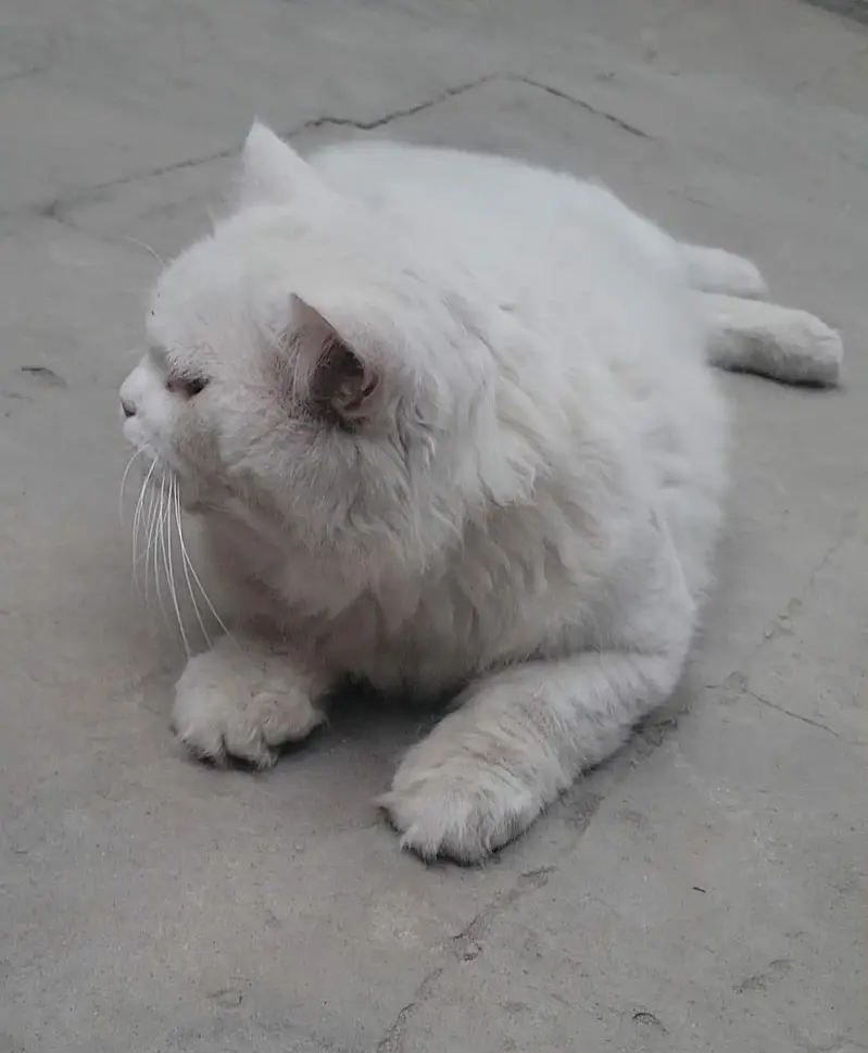 Parsian male cat for sale Fully trained — photo 2