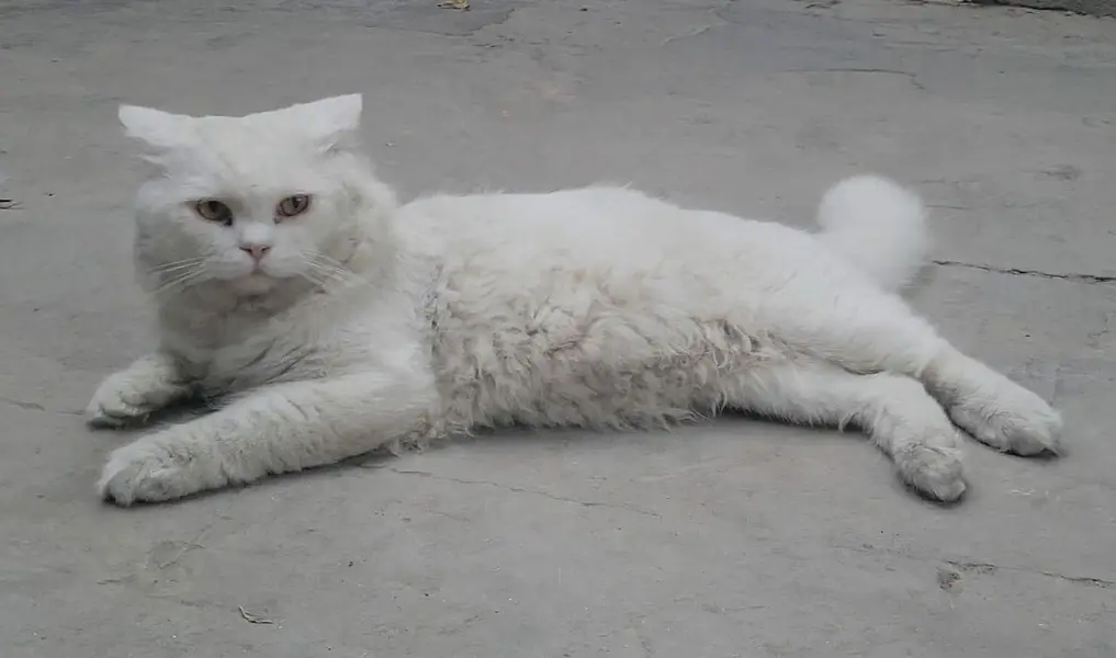 Parsian male cat for sale Fully trained — photo 3