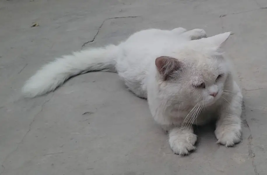 Parsian male cat for sale Fully trained — photo 4
