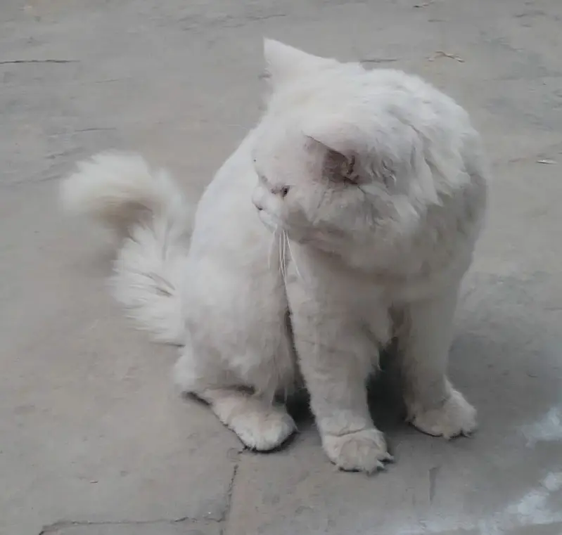 Parsian male cat for sale Fully trained — photo 5