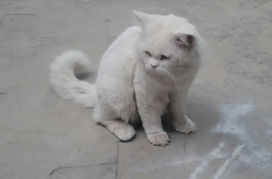 Parsian male cat for sale Fully trained — photo 6