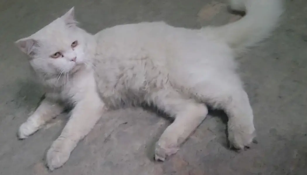 Parsian male cat for sale Fully trained — photo 7