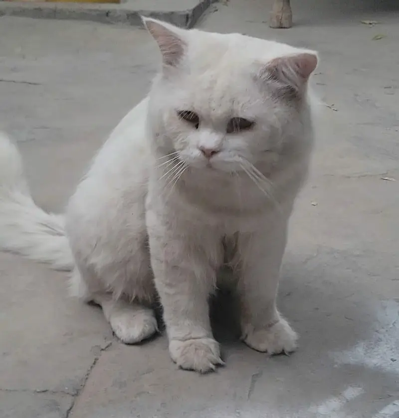Parsian male cat for sale Fully trained — photo 8