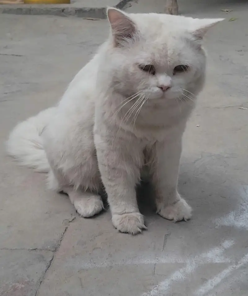 Parsian male cat for sale Fully trained — photo 9