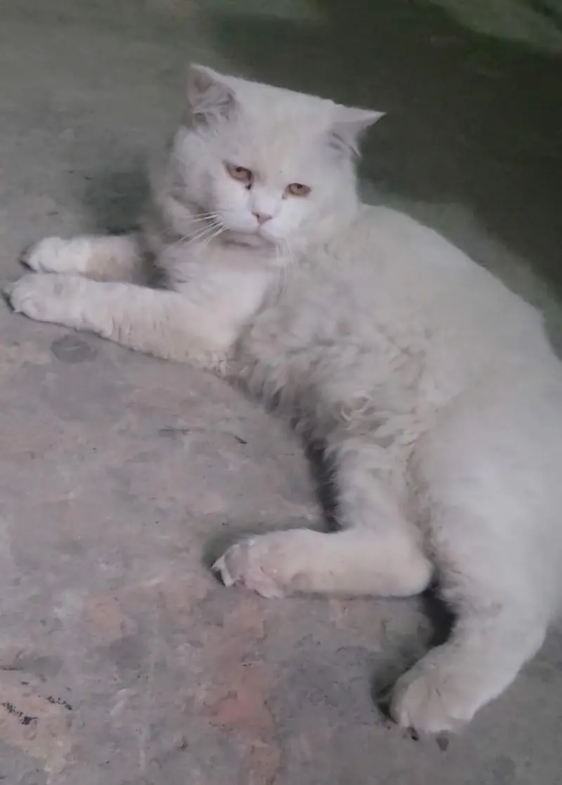 Parsian male cat for sale Fully trained — photo 10