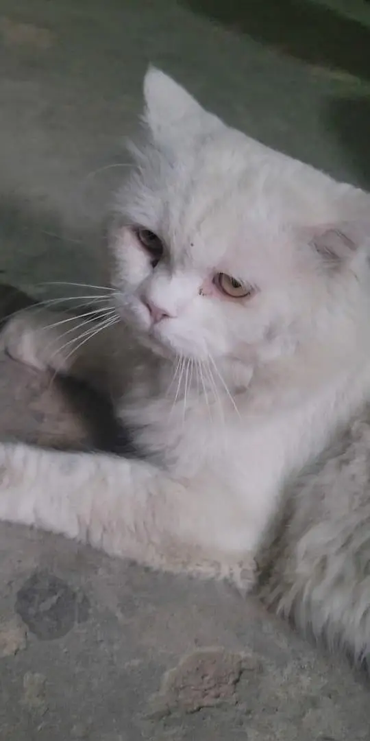 Parsian male cat for sale Fully trained — photo 11