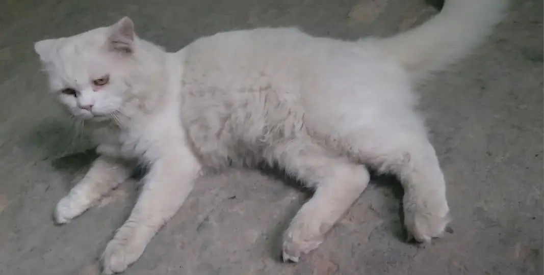 Parsian male cat for sale Fully trained — photo 12