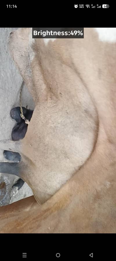 cow for sale