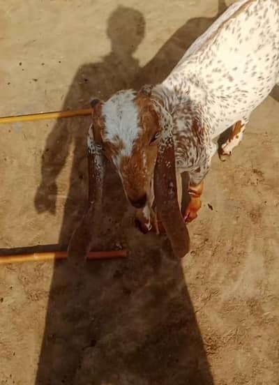 makkhi China bakra for sale my WhatsApp number 03440797793