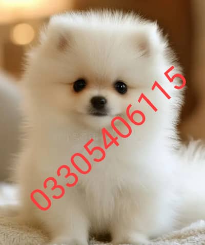 Pomeranian puppies/ shihtzu puppies/ golden retriever puppies