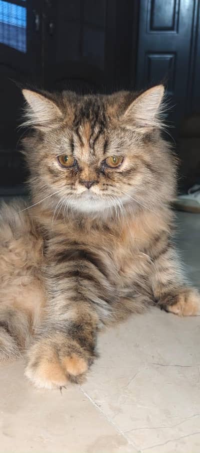 beautiful tabby cat find new home