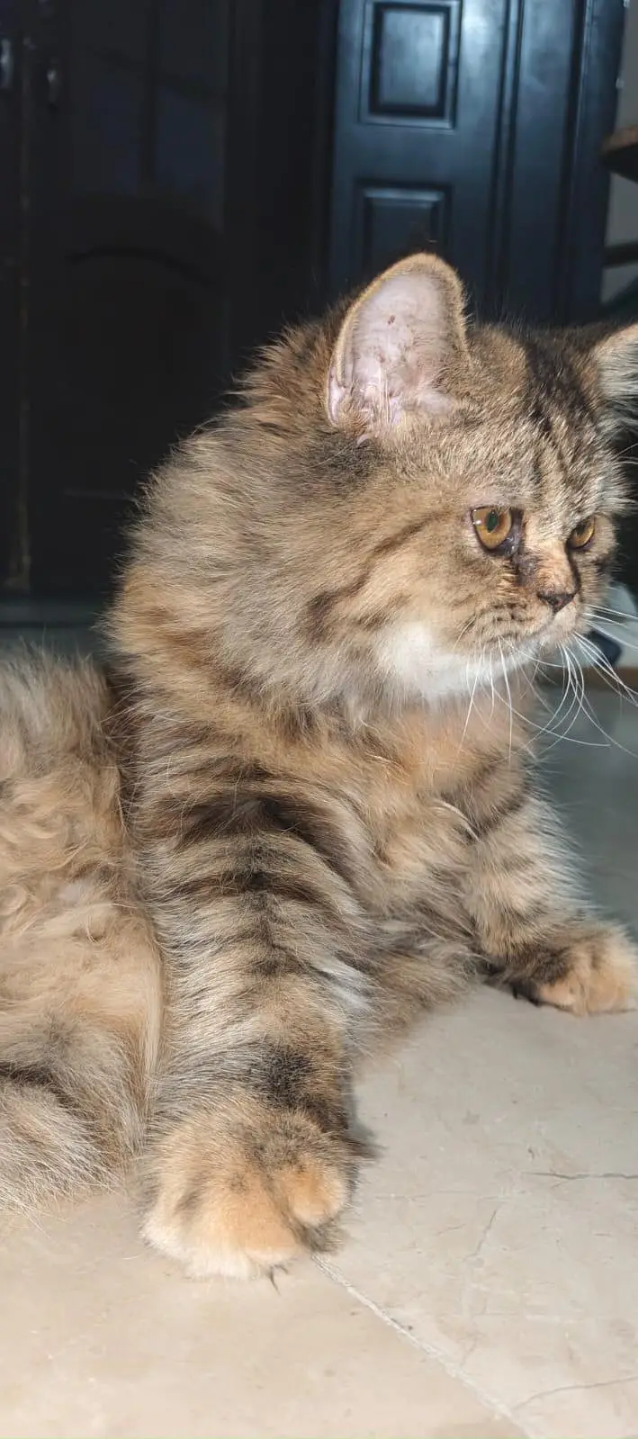 beautiful tabby cat find new home — photo 2