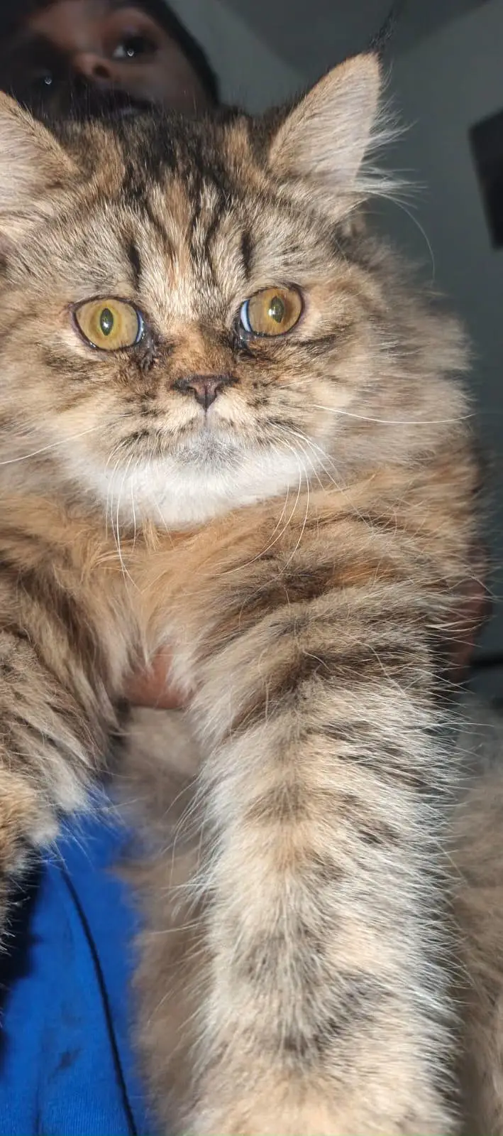 beautiful tabby cat find new home — photo 4