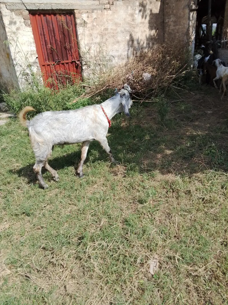 bhot achi nasal ha ak 2 dant or abi8 month ka ha — photo 2