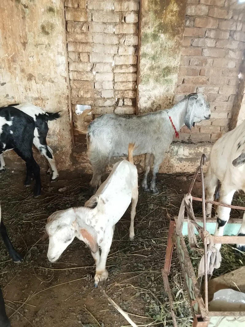 bhot achi nasal ha ak 2 dant or abi8 month ka ha — photo 4