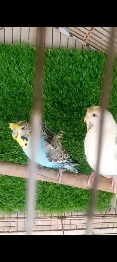 Hogoromo and black face gray demanded birds