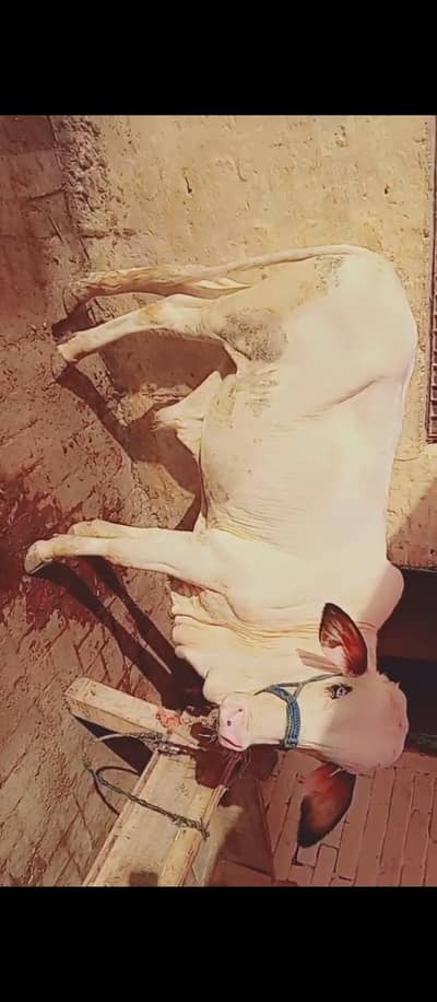 1 gulabi bacha beautiful best for qubani 2027
