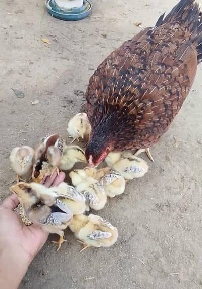 AB Aseel farm
