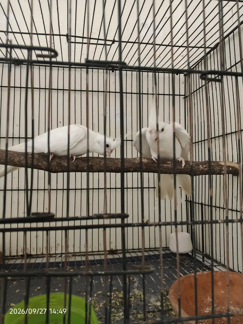 ino cocktail breeder paire — photo 2