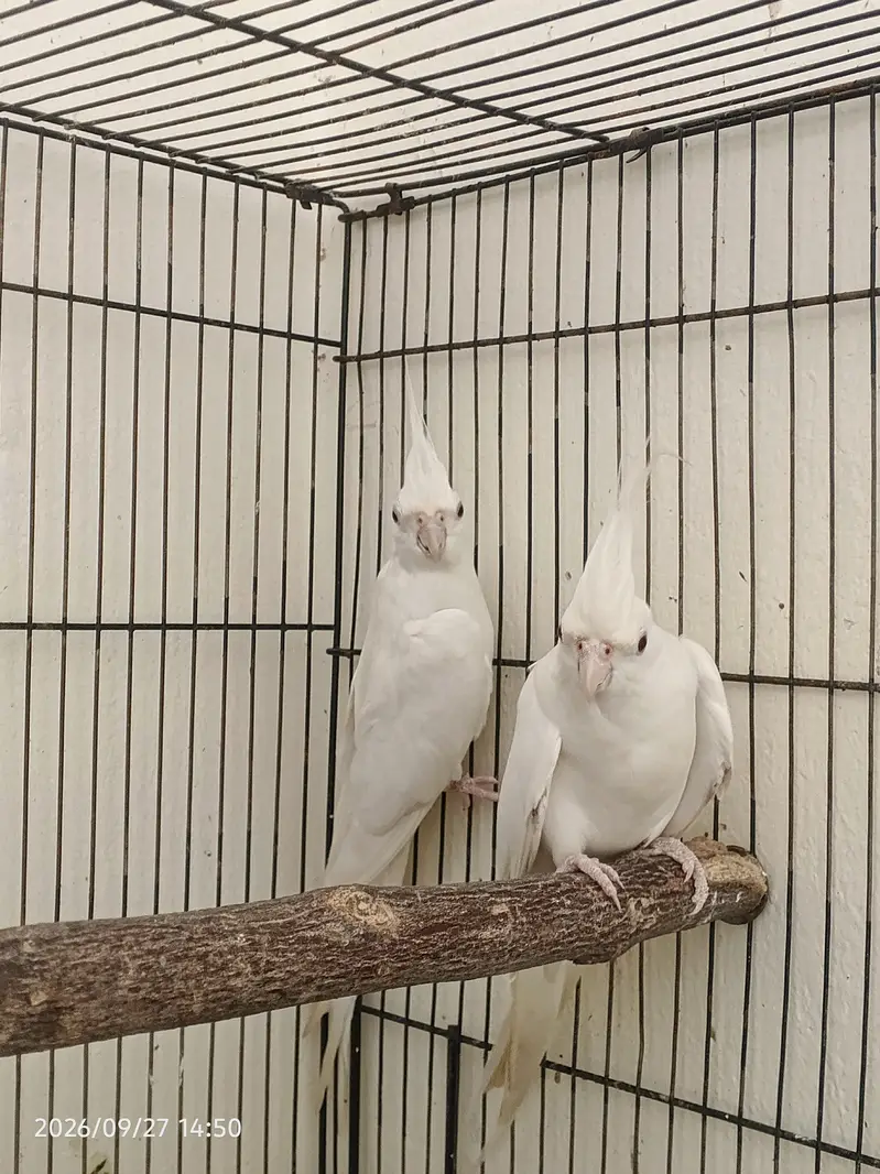 ino cocktail breeder paire — photo 4