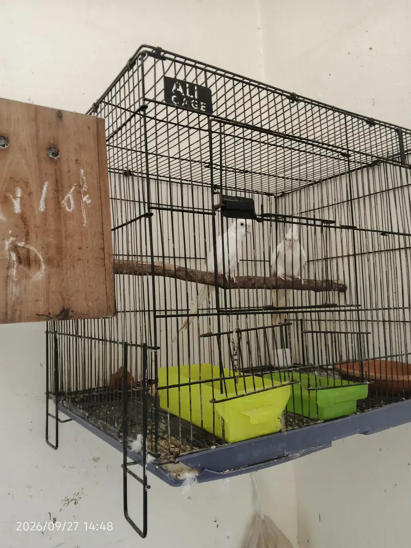 ino cocktail breeder paire — photo 5