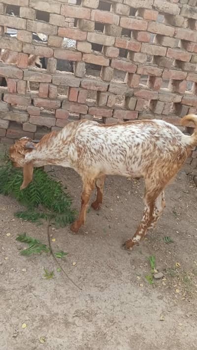 Pure Makhi Cheena Breeder