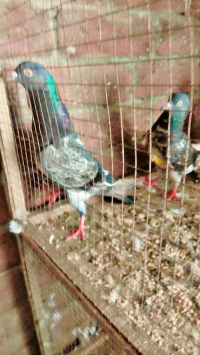 misaa jal dar kasori pair