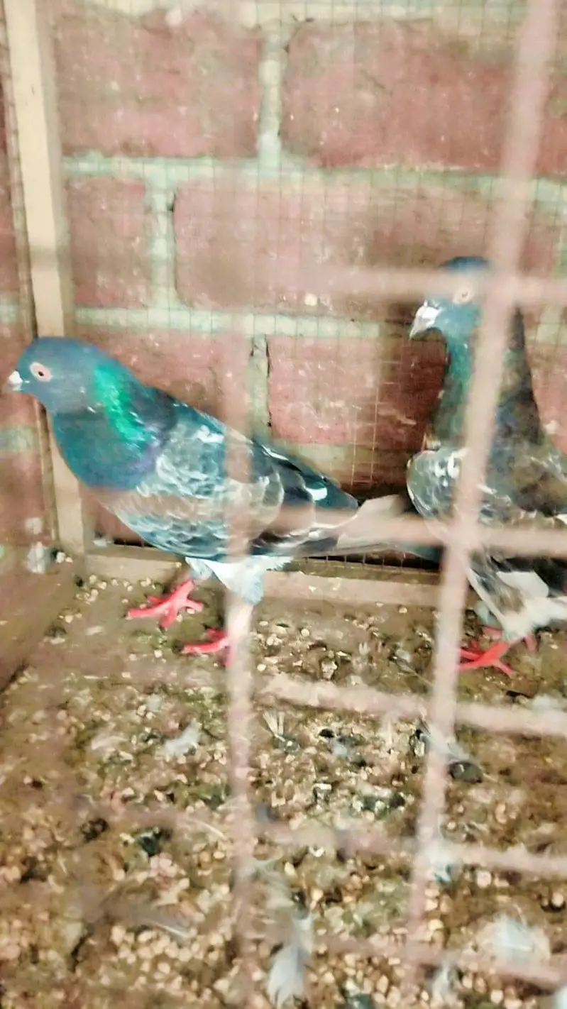 misaa jal dar kasori pair — photo 2