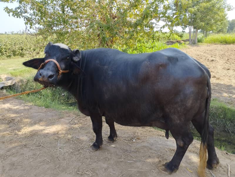 Buffala 1