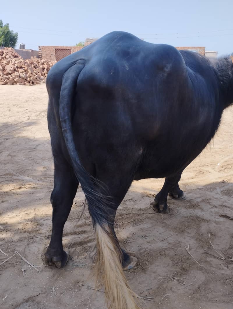 Buffala 2