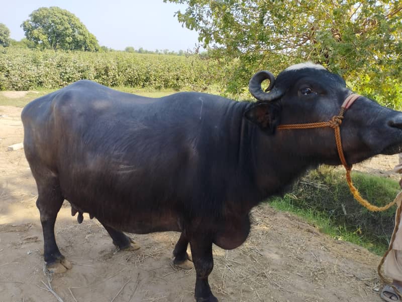 Buffala 3