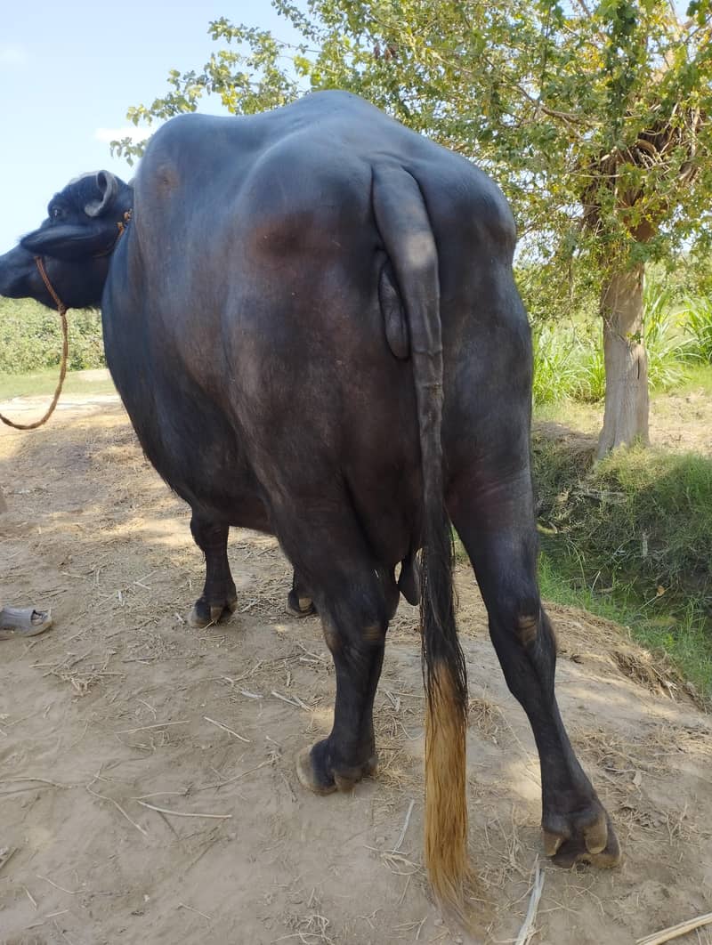 Buffala 4