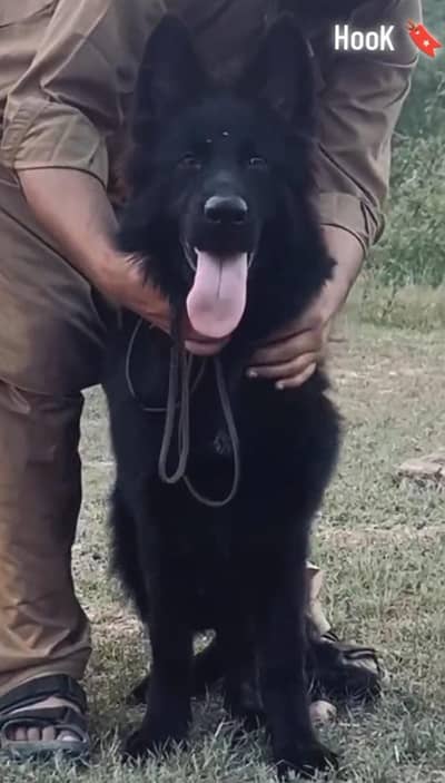 Long cot male age 6 month