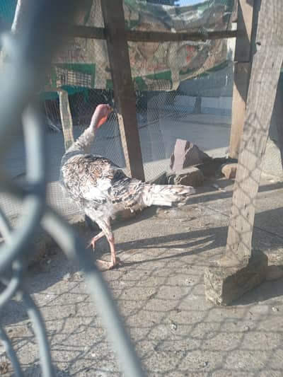 turkey hen
