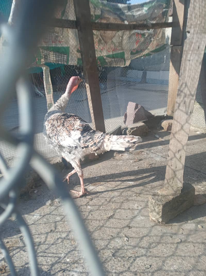 turkey hen 0