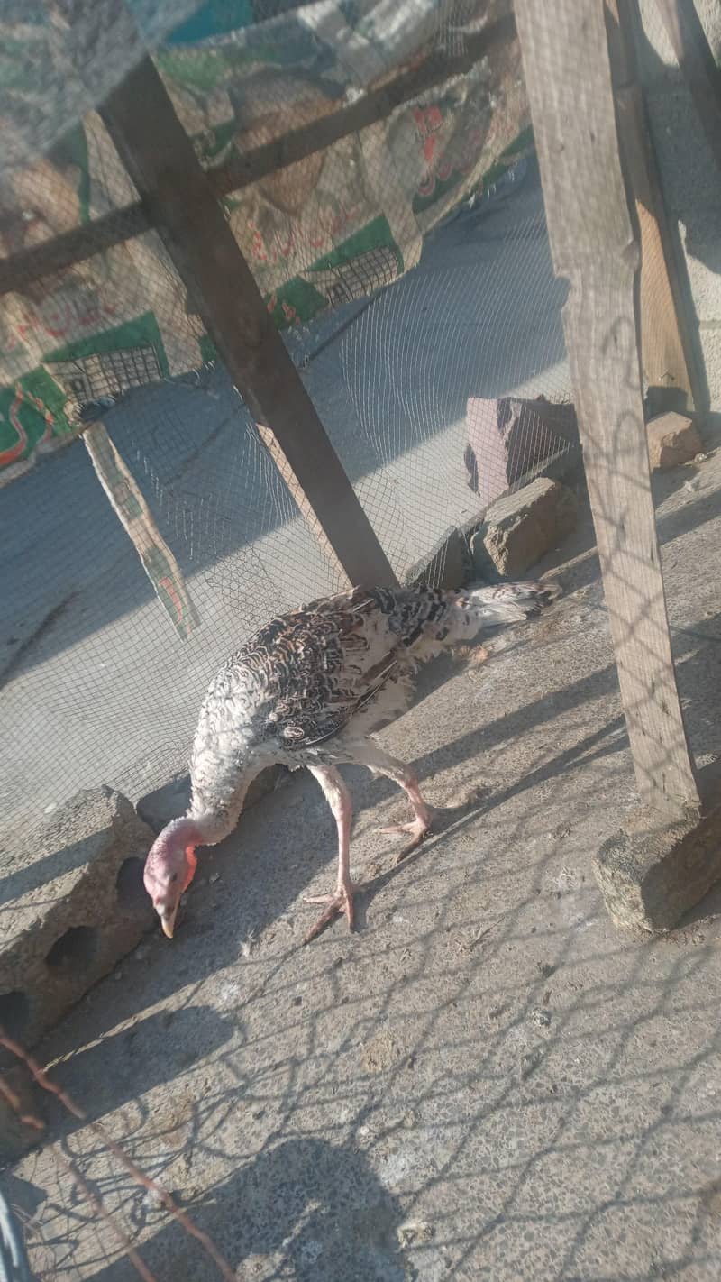 turkey hen 1